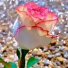 کانال ایتا شعر گلهای رز سفید